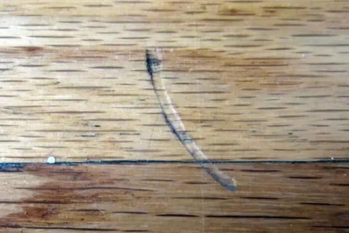 12.25 Wood Floor Dented (1)