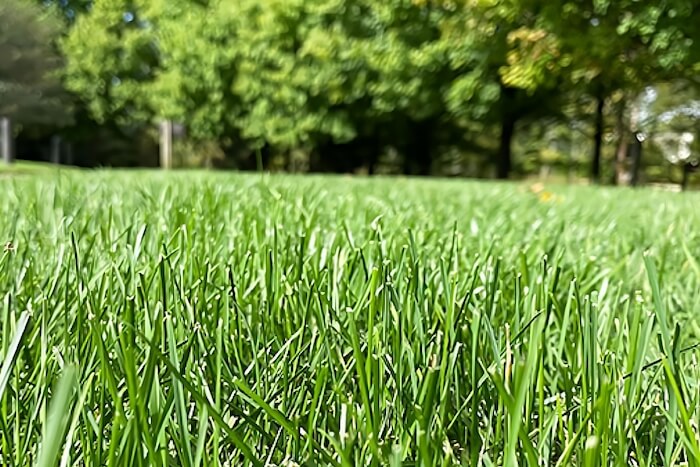14.11 Lawn (1)