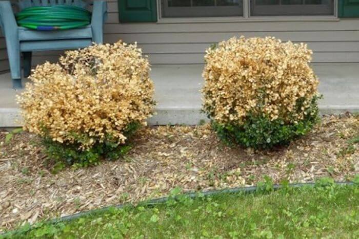 14.12 Dead Shrubs (1)